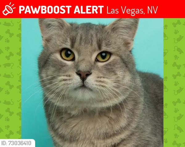 Lost Male Cat last seen Valley High School, Wendy's, Panda Express, Las Vegas, NV 89169