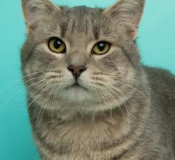 Lost Male Cat last seen Valley High School, Wendy's, Panda Express, Las Vegas, NV 89169