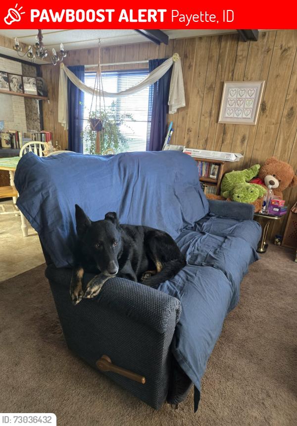Lost Male Dog last seen Down the road to a church, Payette, ID 83661