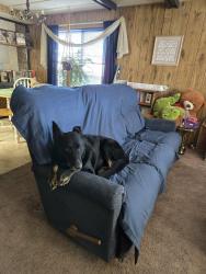 Lost Male Dog last seen Down the road to a church, Payette, ID 83661