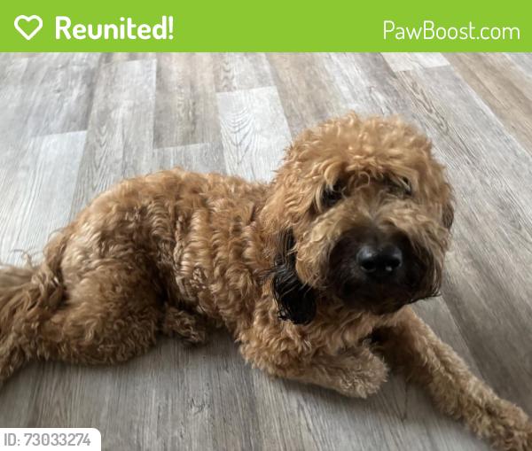 Reunited Female Dog last seen Glendora Ave & Merced Pl West Covina, West Covina, CA 91790