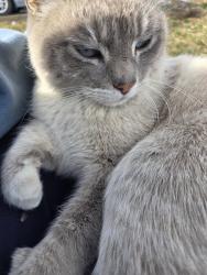 Lost Male Cat last seen Drakes farm, West Jordan, UT 84084