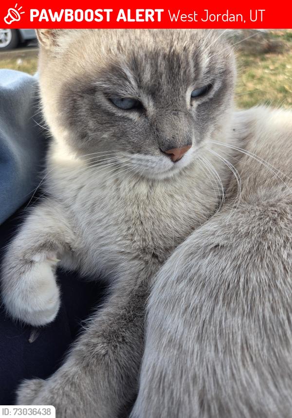 Lost Male Cat last seen Drakes farm, West Jordan, UT 84084