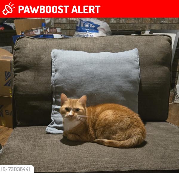 Lost Female Cat last seen 206a street, Langley Township, BC V1M