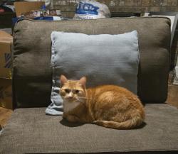 Lost Female Cat last seen 206a street, Langley Township, BC V1M