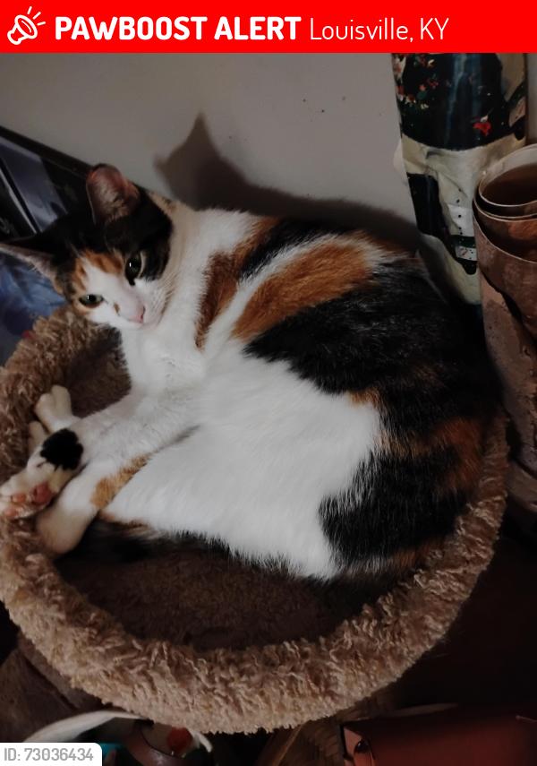 Lost Female Cat last seen Whiteoak Park apmts Blue Lick and South Park Rd, Louisville, KY 40219