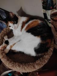 Lost Female Cat last seen Whiteoak Park apmts Blue Lick and South Park Rd, Louisville, KY 40219