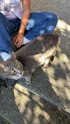 Found/Stray Unknown Cat last seen starbucks, Auburn, WA 98092