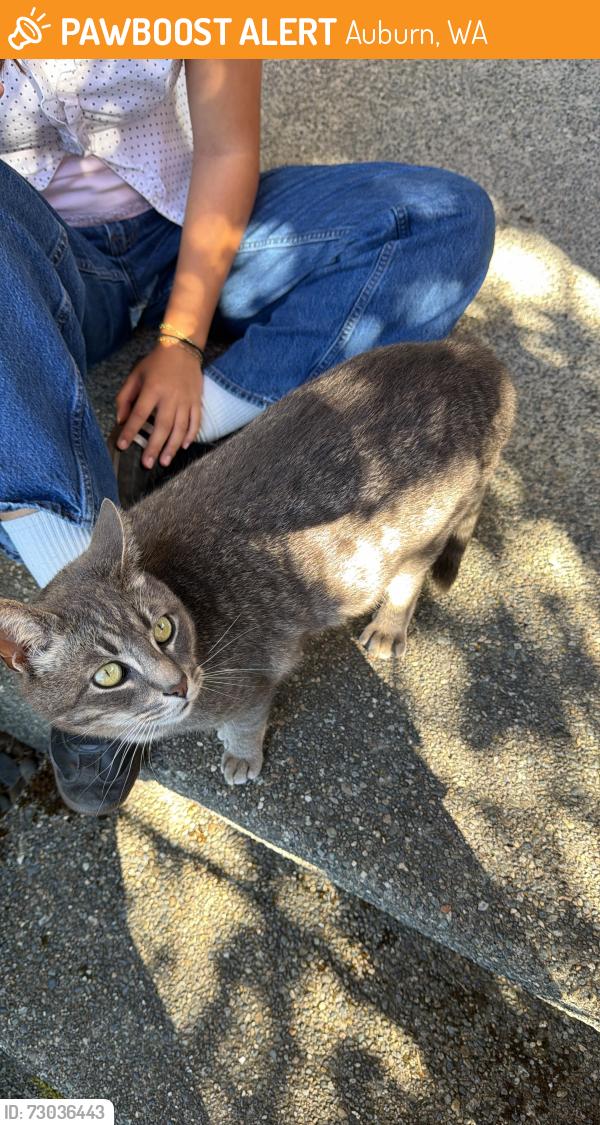Found/Stray Unknown Cat last seen starbucks, Auburn, WA 98092