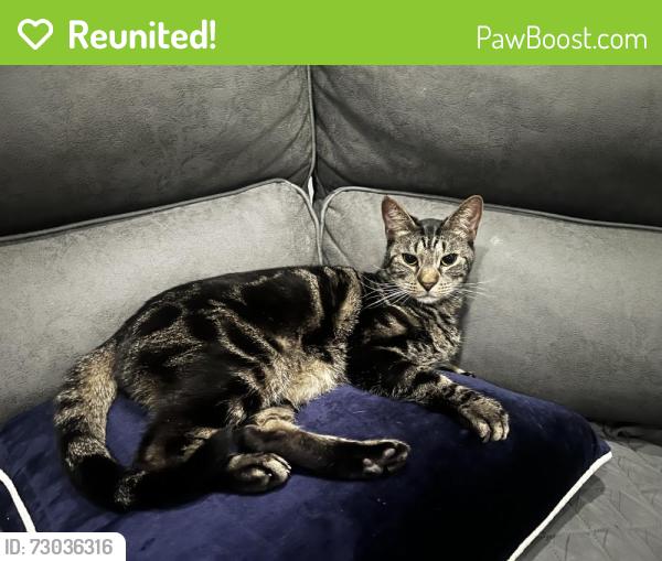 Reunited Male Cat last seen North Beaumont Rd, Dale City, VA 22193