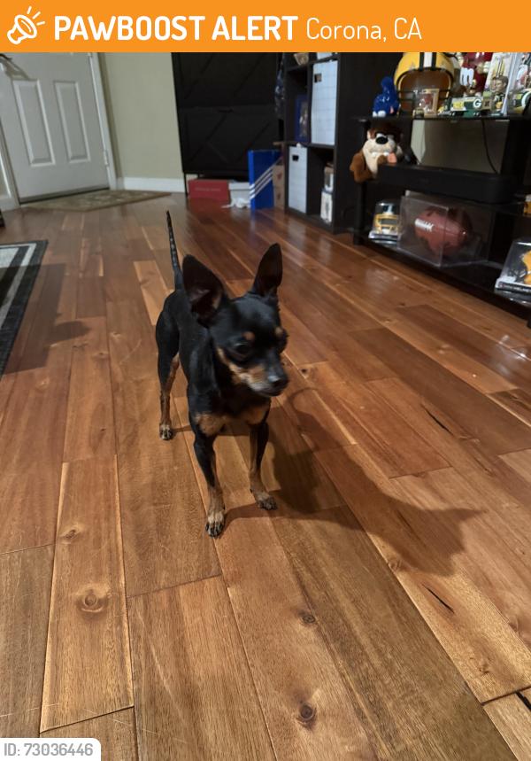 Found/Stray Male Dog last seen Kendall and Buena Vista, Corona, CA 92882