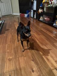 Found/Stray Male Dog last seen Kendall and Buena Vista, Corona, CA 92882