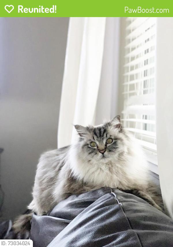 Reunited Male Cat last seen Chatfield and Carr St, Littleton, CO 80128