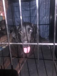 Reunited Female Dog last seen Found in the intersection. , Hesperia, CA 92345
