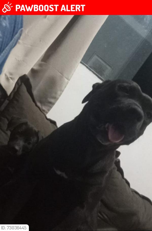 Lost Female Dog last seen Zona leste, Presidente Prudente, SP 