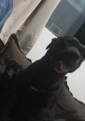 Lost Female Dog last seen Zona leste, Presidente Prudente, SP 