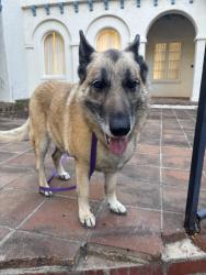 Reunited Unknown Dog last seen Canyon Elementary and Santa Monica Stairs , Santa Monica, CA 90402