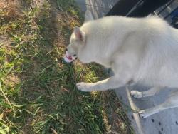 Found/Stray Male Dog last seen Broadway and 82nd st Los Angeles ca 90003, Los Angeles, CA 90003