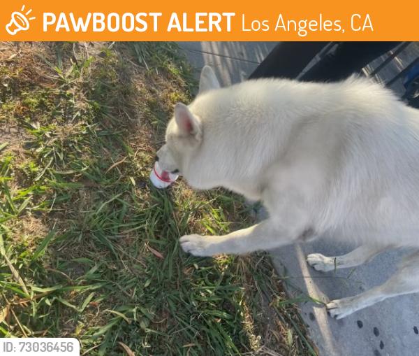 Found/Stray Male Dog last seen Broadway and 82nd st Los Angeles ca 90003, Los Angeles, CA 90003