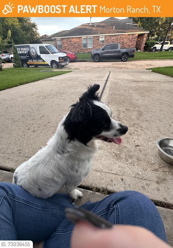 Found/Stray Male Dog last seen Garden heath/morton creek, Morton Ranch, TX 77449
