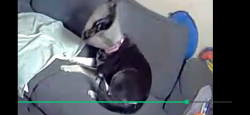 Lost Female Dog last seen Field by church between emigs mill and spectrum , Weigelstown, PA 17315