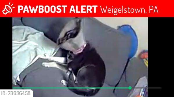 Lost Female Dog last seen Field by church between emigs mill and spectrum , Weigelstown, PA 17315