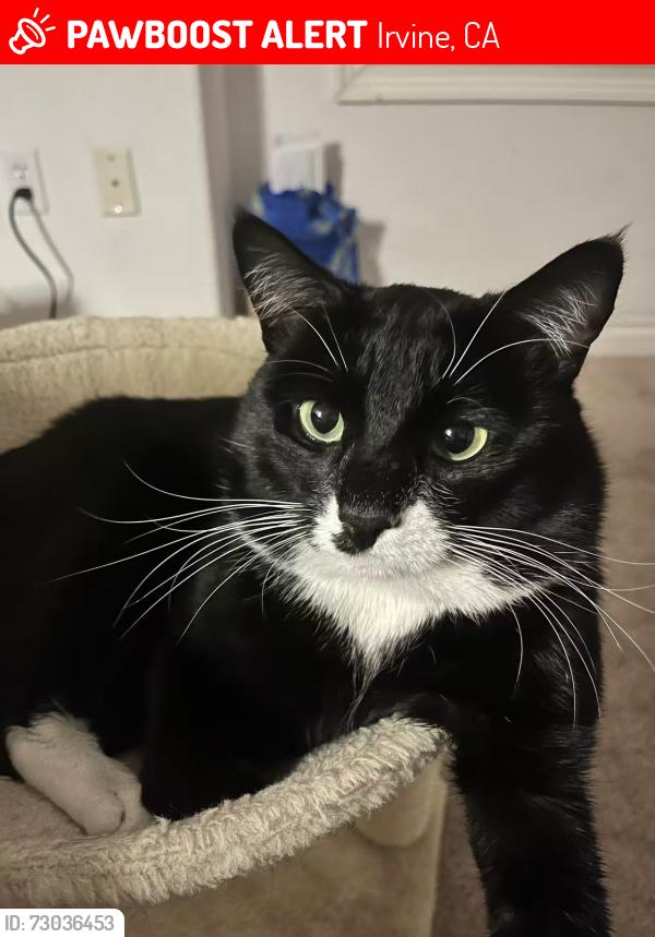 Lost Male Cat last seen Mapleton, Irvine, CA 92620