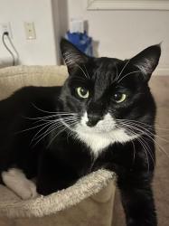 Lost Male Cat last seen Mapleton, Irvine, CA 92620