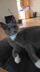 Lost Female Cat last seen Lost near albritton road andalusia, Andalusia, AL 36420