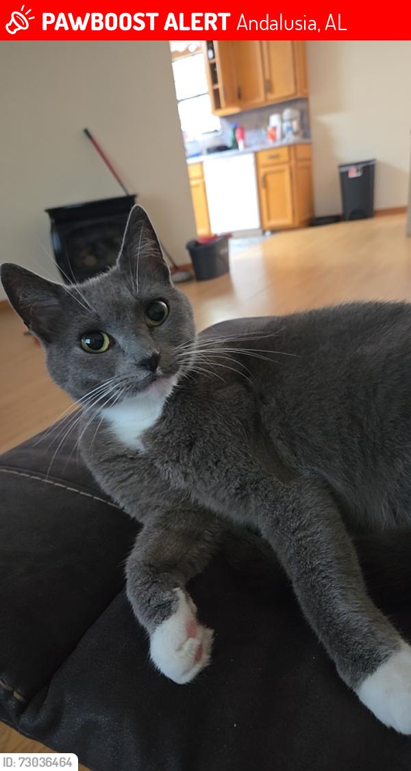 Lost Female Cat last seen Lost near albritton road andalusia, Andalusia, AL 36420