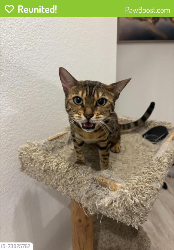 Reunited Female Cat last seen S powhaton rd and E Walker dr, Aurora, CO 80016