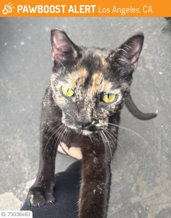 Found/Stray Female Cat last seen Hollywood, Los Angeles, CA 90038