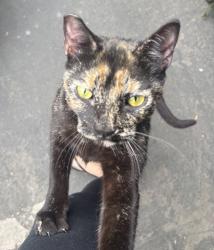 Found/Stray Female Cat last seen Hollywood, Los Angeles, CA 90038