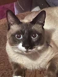Lost Male Cat last seen Compare Foods at Winston Salem NC, Winston-Salem, NC 27127