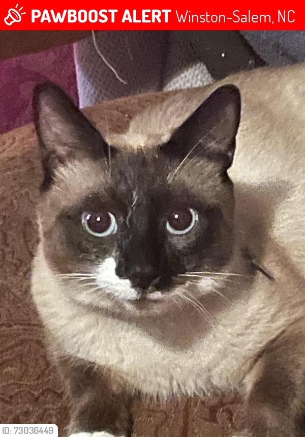 Lost Male Cat last seen Compare Foods at Winston Salem NC, Winston-Salem, NC 27127