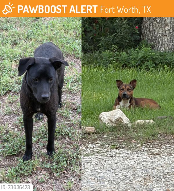 Found/Stray Unknown Dog last seen Roseland st., Fort Worth, TX 76103