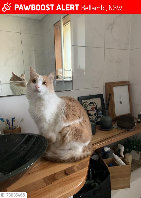 Lost Male Cat last seen Wardell street Bellambi, Bellambi, NSW 2518