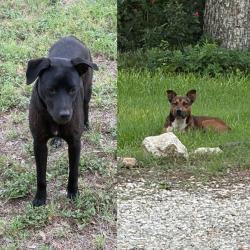 Found/Stray Unknown Dog last seen Roseland st., Fort Worth, TX 76103