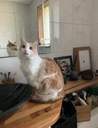 Lost Male Cat last seen Wardell street Bellambi, Bellambi, NSW 2518