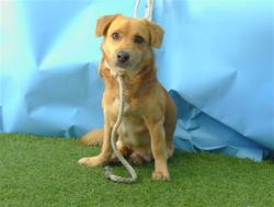 Shelter Stray Male Dog last seen , 216 W Victoria St, Gardena, CA 90248, USA