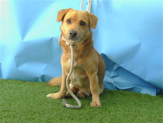 Shelter Stray Male Dog last seen , 216 W Victoria St, Gardena, CA 90248, USA