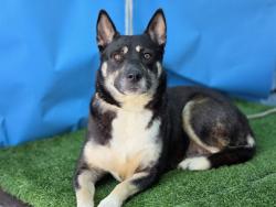 Shelter Stray Female Dog last seen , 216 W Victoria St, Gardena, CA 90248, USA