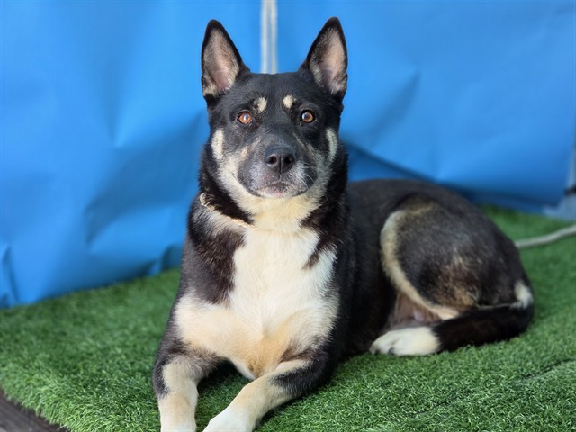 Shelter Stray Female Dog last seen , 216 W Victoria St, Gardena, CA 90248, USA