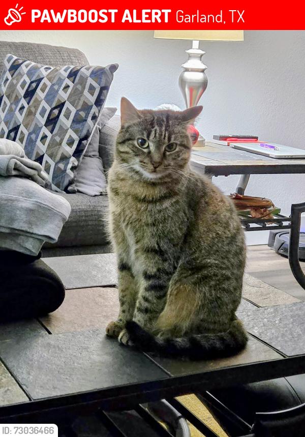 Lost Female Cat last seen Alley of Kerry Ln farm with horses & sheep across alley, Garland, TX 75043