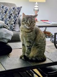 Lost Female Cat last seen Alley of Kerry Ln farm with horses & sheep across alley, Garland, TX 75043