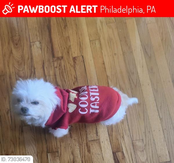 Lost Female Dog last seen Near Academy Plaza and Picariello Playground, Philadelphia, PA 19154