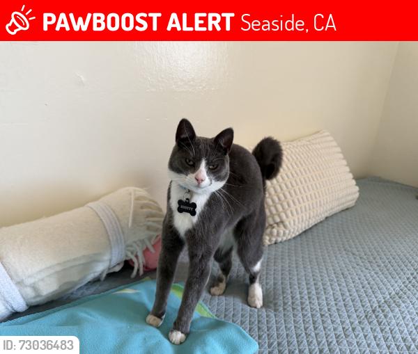 Lost Male Cat last seen Ardennes circle, Seaside, Seaside, CA 93955