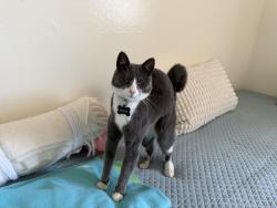 Lost Male Cat last seen Ardennes circle, Seaside, Seaside, CA 93955
