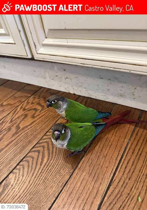 Lost Male Bird last seen Three Cross Church area, Castro Valley, CA 94546