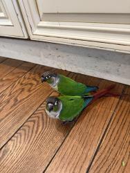Lost Male Bird last seen Three Cross Church area, Castro Valley, CA 94546